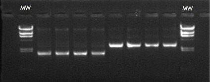 Agarose gel showing quality and consistency of plasmid DNA purified using the Montage Plasmid Miniprep<sub>HTS</sub> 96 Kit (MW-lambda <i>Hin</i>d III digest).